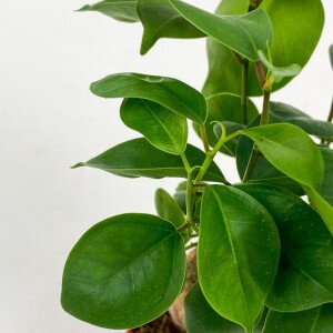 Mini Ficus Ginseng Bonsai Beyaz Curvy Saksılı - 2