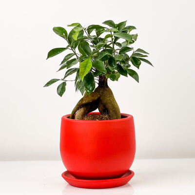 Mini Ficus Ginseng Bonsai Kırmızı Curvy Saksılı - 1