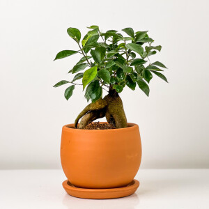 Mini Ficus Ginseng Bonsai Terra Cotta Curvy Saksılı - Fidan Burada