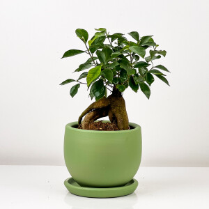 Mini Ficus Ginseng Bonsai Mint Yeşili Curvy Saksılı - Fidan Burada