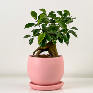 Mini Ficus Ginseng Bonsai Pembe Curvy Saksılı - Fidan Burada