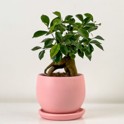 Mini Ficus Ginseng Bonsai Pembe Curvy Saksılı - 1