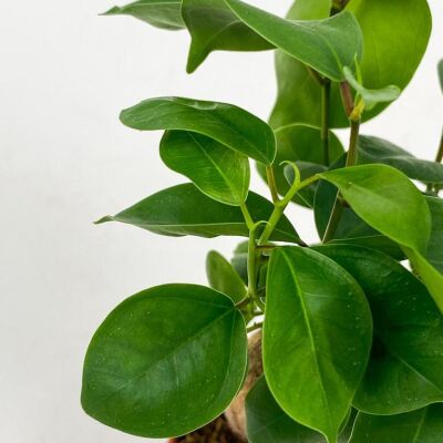 Mini Ficus Ginseng Bonsai Pembe Curvy Saksılı - 2
