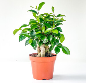 Mini Ficus Ginseng Bonsai - Fidan Burada