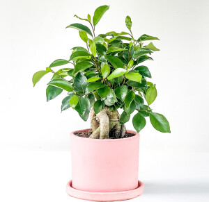 Mini Ficus Ginseng Bonsai Pembe Ruby Saksılı - Fidan Burada