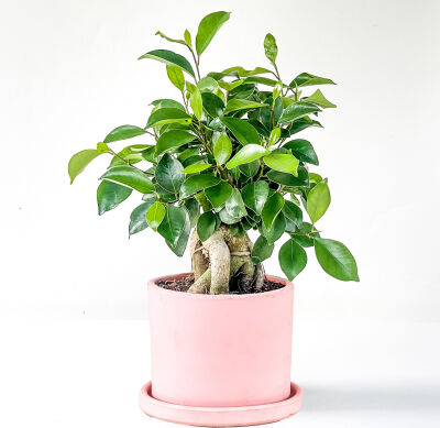 Mini Ficus Ginseng Bonsai Pembe Ruby Saksılı - 1