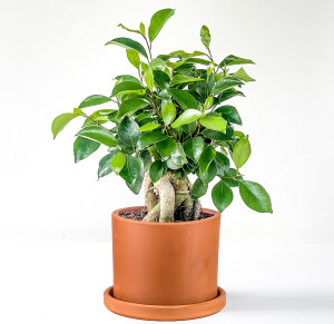 Mini Ficus Ginseng Bonsai Terra Cotta Ruby Saksılı - Fidan Burada