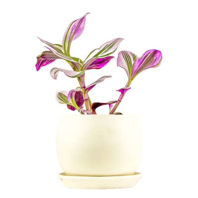 Mini Pembe Telgraf Çiçeği Curvy Beyaz Saksılı - 2