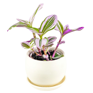 Mini Pembe Telgraf Çiçeği Curvy Beyaz Saksılı - Thumbnail