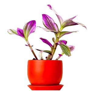 Mini Pembe Telgraf Çiçeği Curvy Kırmızı Saksılı - Fidan Burada