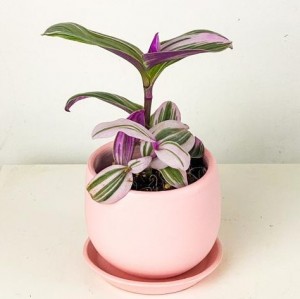 Mini Pembe Telgraf Çiçeği Curvy Pembe Saksılı - Fidan Burada