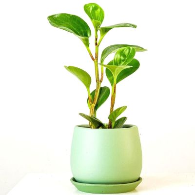 Mini Zümrüt Dalgası Bitkisi Curvy Mint Yeşili Saksılı - 1