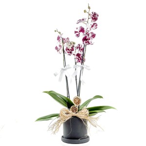 Mor Alacalı Beyaz Orkide - Ruby Antrasit Saksılı - Harlequin - Fidan Burada