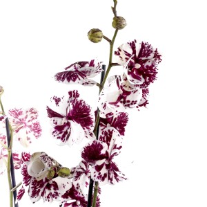 Mor Alacalı Beyaz Orkide - Ruby Antrasit Saksılı - Harlequin - 2