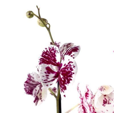 Mor Alacalı Beyaz Orkide - Ruby Antrasit Saksılı - Harlequin - 3