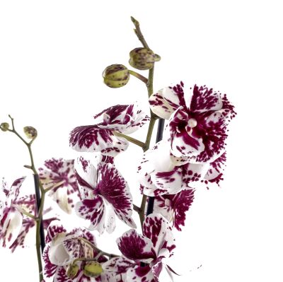Mor Alacalı Beyaz Orkide - Ruby Antrasit Saksılı - Harlequin - 4