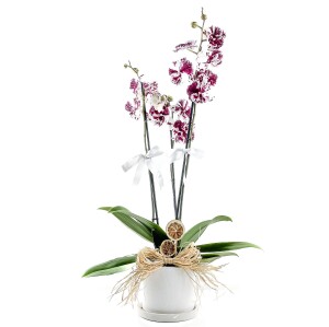 Mor Alacalı Beyaz Orkide - Ruby Beyaz Saksılı - Harlequin - Fidan Burada
