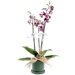 Mor Alacalı Beyaz Orkide - Ruby Yeşil Saksılı - Harlequin - 1