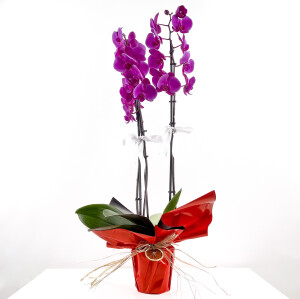 Mor Orkide - Hediye Paketli - Purple Orchid - 1