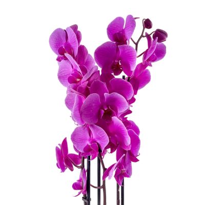 Mor Orkide - Hediye Paketli - Purple Orchid - 2