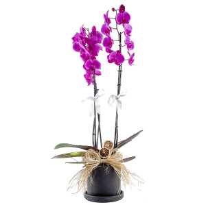 Mor Orkide - Ruby Antrasit Saksılı - Purple Orchid - Fidan Burada