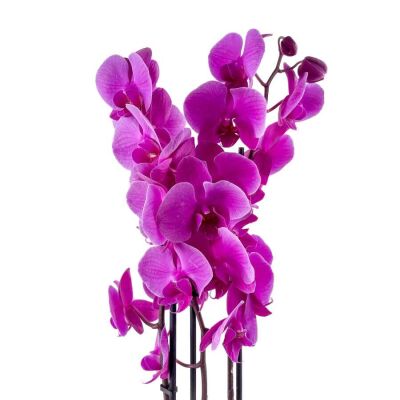 Mor Orkide - Ruby Antrasit Saksılı - Purple Orchid - 2