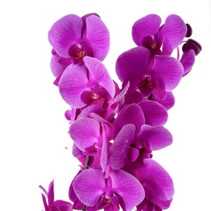 Mor Orkide - Ruby Antrasit Saksılı - Purple Orchid - 3