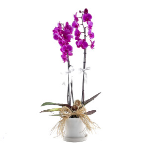 Mor Orkide - Ruby Beyaz Saksılı - Purple Orchid - 1