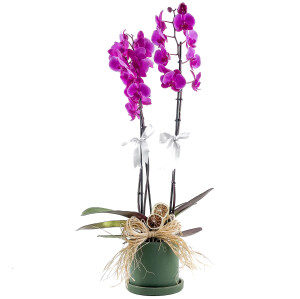 Mor Orkide - Ruby Yeşil Saksılı - Purple Orchid - Fidan Burada