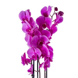 Mor Orkide - Ruby Yeşil Saksılı - Purple Orchid - 2