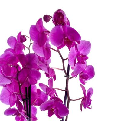 Mor Orkide - Ruby Yeşil Saksılı - Purple Orchid - 4