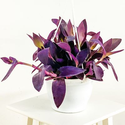 Mor Telgraf Çiçeği Tradescantia Purple Passion Askılı Saksıda - 1