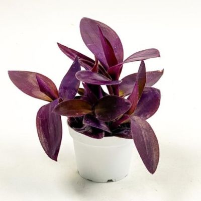 Mor Telgraf Çiçeği Tradescantia Purple Passion - 3