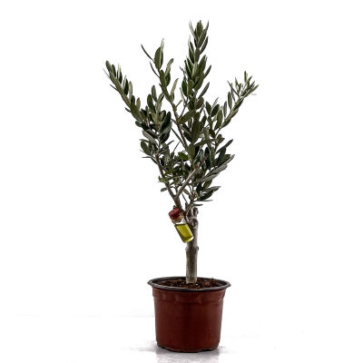 Olea Europaea - Zeytin Ağacı 30-40cm - 1