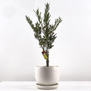 Olea Europaea - Zeytin Ağacı Curvy Beyaz Saksılı 30-40cm - Fidan Burada