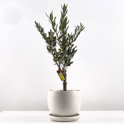 Olea Europaea - Zeytin Ağacı Curvy Beyaz Saksılı 30-40cm - 1