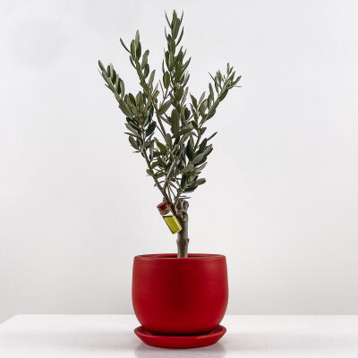 Olea Europaea - Zeytin Ağacı Curvy Kırmızı Saksılı 30-40cm - 1