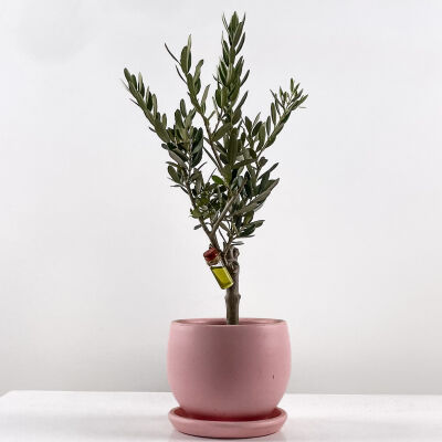 Olea Europaea - Zeytin Ağacı Curvy Pembe Saksılı 30-40cm - 1