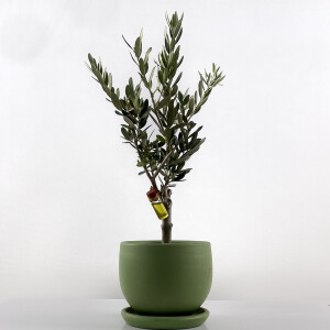 Olea Europaea - Zeytin Ağacı Curvy Yeşil Saksılı 30-40cm - Fidan Burada