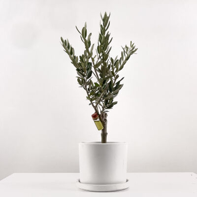 Olea Europaea - Zeytin Ağacı Ruby Beyaz Saksılı 30-40cm - 1