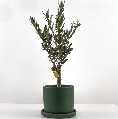 Olea Europaea - Zeytin Ağacı Ruby Yeşil Saksılı 30-40cm - 1