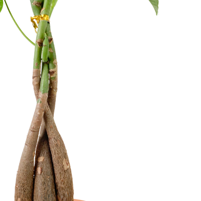 Örgülü Para Ağacı - Curvy Mint Yeşili Saksılı 40-60 cm- Pachira Aquatica - 3