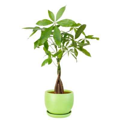 Örgülü Para Ağacı - Curvy Mint Yeşili Saksılı 40-60 cm- Pachira Aquatica - 1