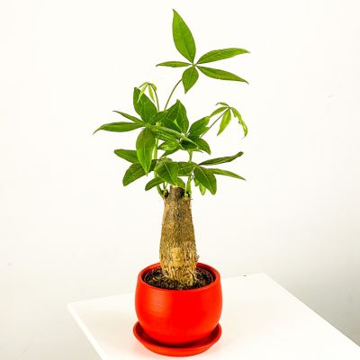 Pachira Aquatica - Curvy Kırmızı Saksılı Mini Para Ağacı 30-40cm - 1