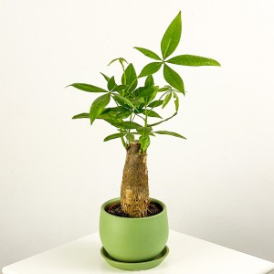 Pachira Aquatica - Curvy Mint Yeşili Saksılı Mini Para Ağacı 30-40cm - Fidan Burada