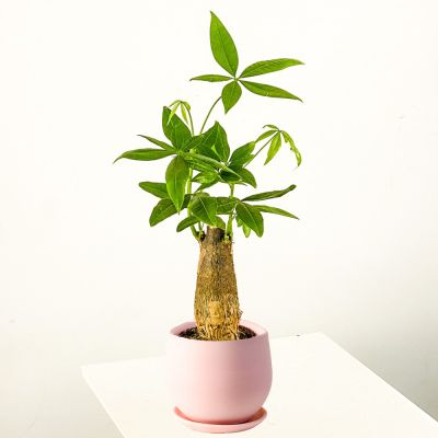 Pachira Aquatica - Curvy Pembe Saksılı Mini Para Ağacı 30-40cm