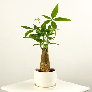 Pachira Aquatica - Curvy Beyaz Saksılı Mini Para Ağacı 30-40cm - Fidan Burada