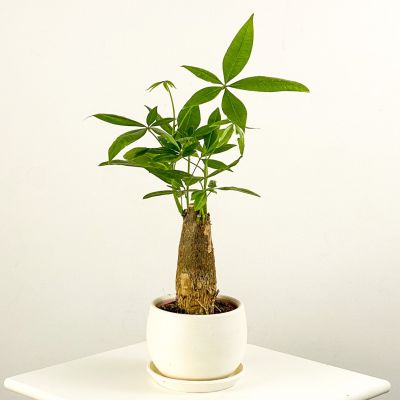 Pachira Aquatica - Curvy Beyaz Saksılı Mini Para Ağacı 30-40cm - 1