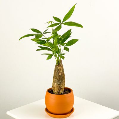 Pachira Aquatica - Curvy Terra Cotta Saksılı Mini Para Ağacı 30-40cm - 1