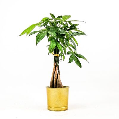 Pachira Aquatica-Mini Örgülü Para Ağacı 40-50 Cm Gold Dekoratif Saksılı - 1